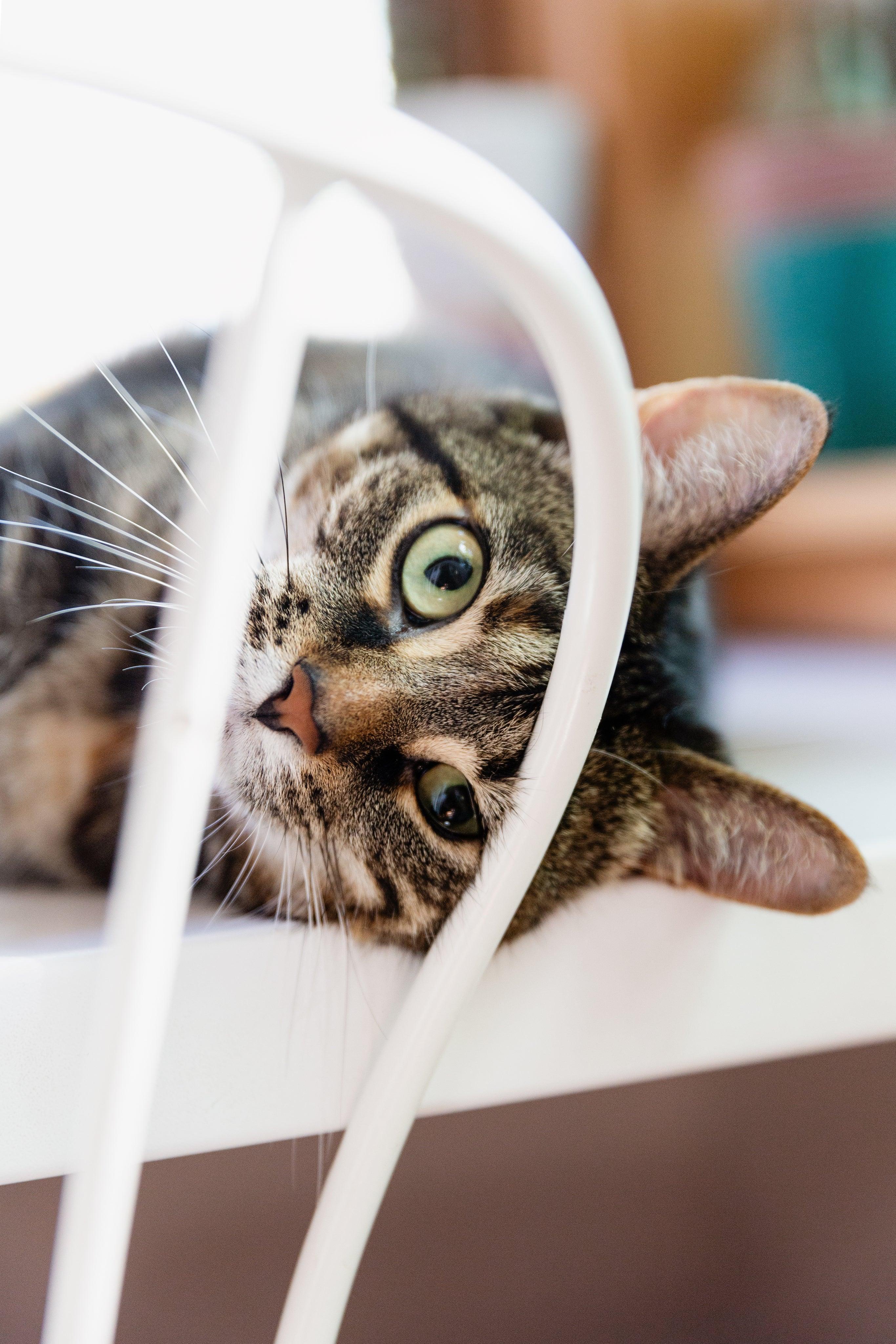 Curious tabby cat peeking through white chair, green eyes, cozy pet moment