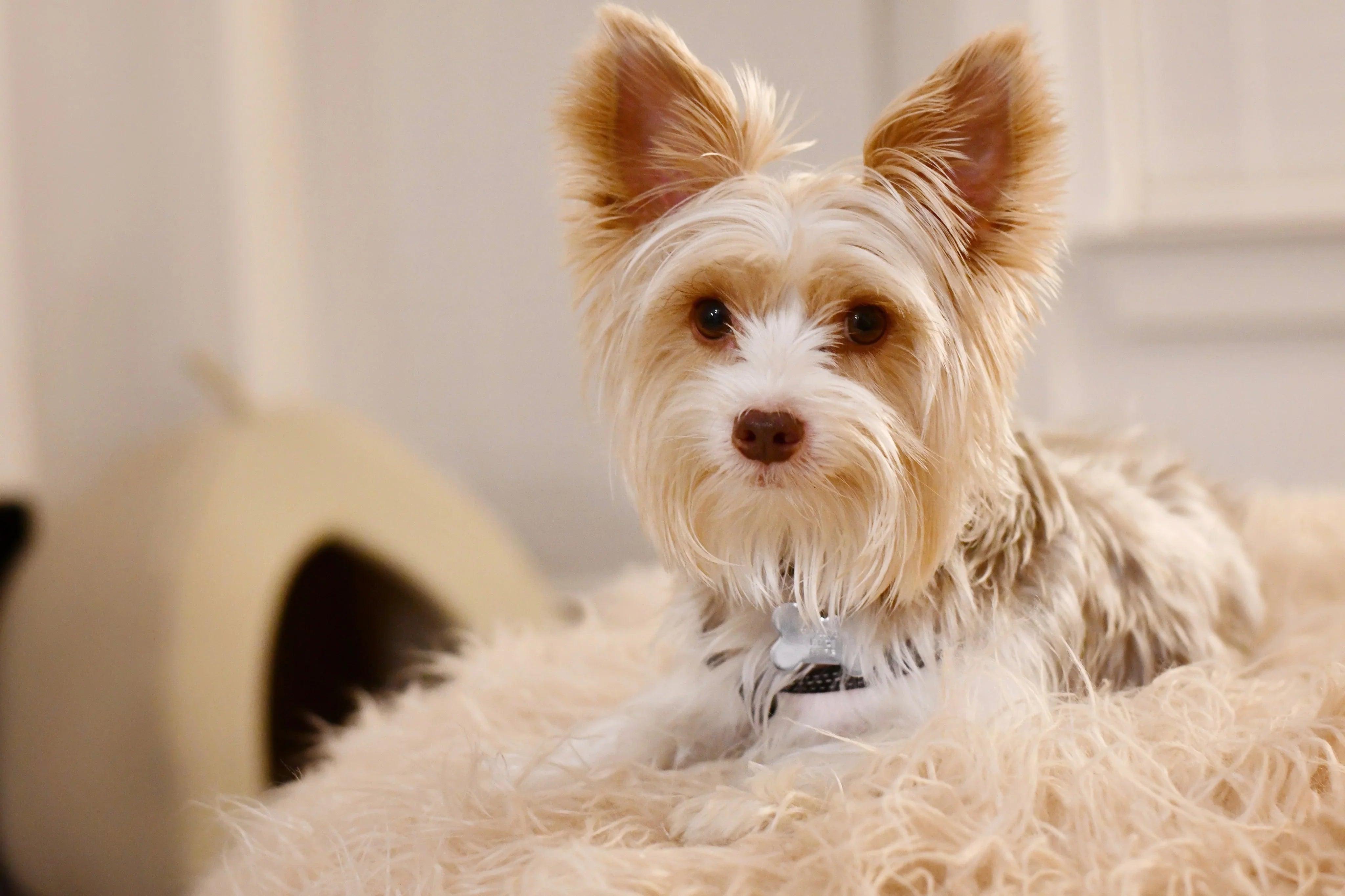 Cute Yorkshire Terrier on fluffy pet bed, perfect for dog lovers and pet supplies shopping