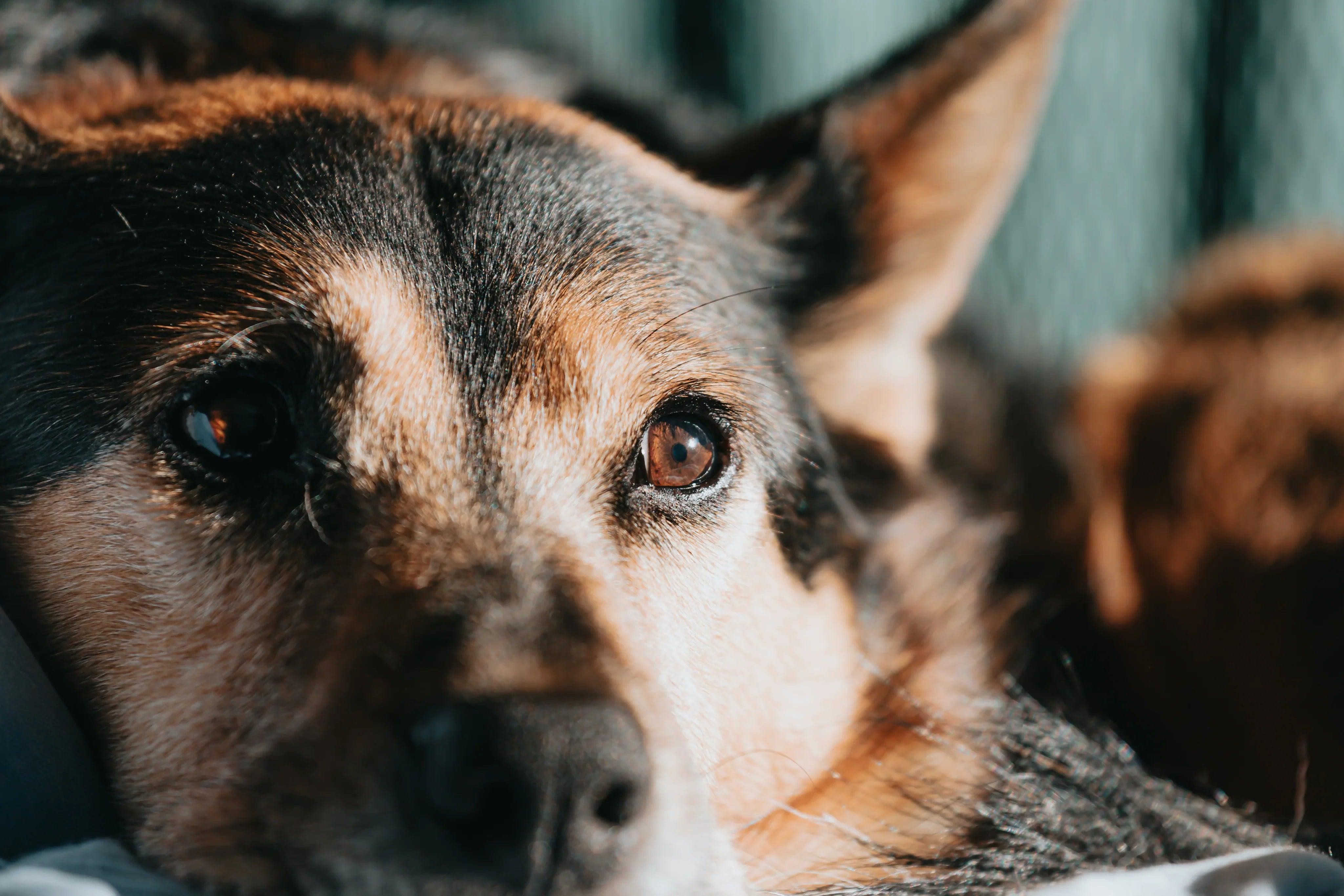 Close-up of a dog's expressive brown eyes and soft fur, perfect for pet lovers seeking quality dog supplies.