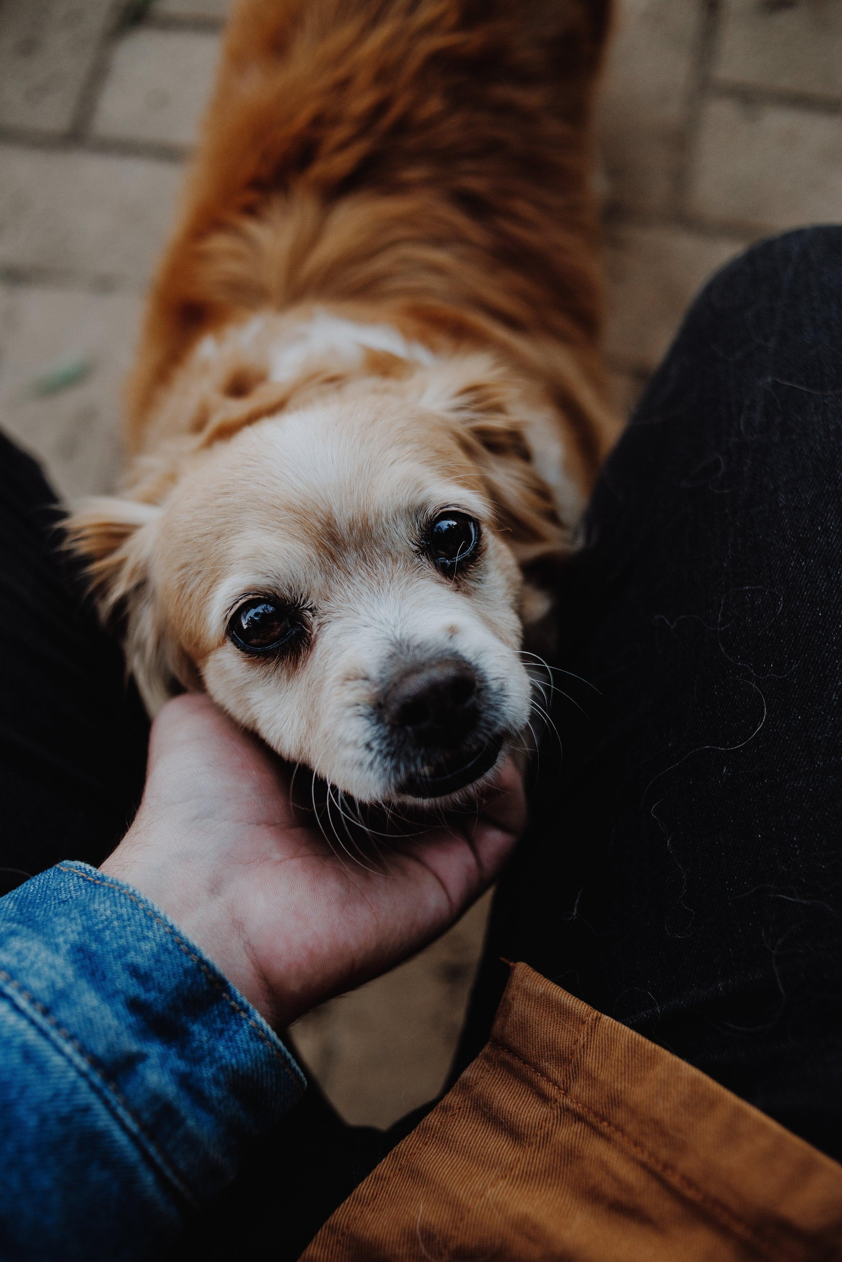 Small tan and white dog being gently held, perfect for pet owners seeking quality dog food and supplies