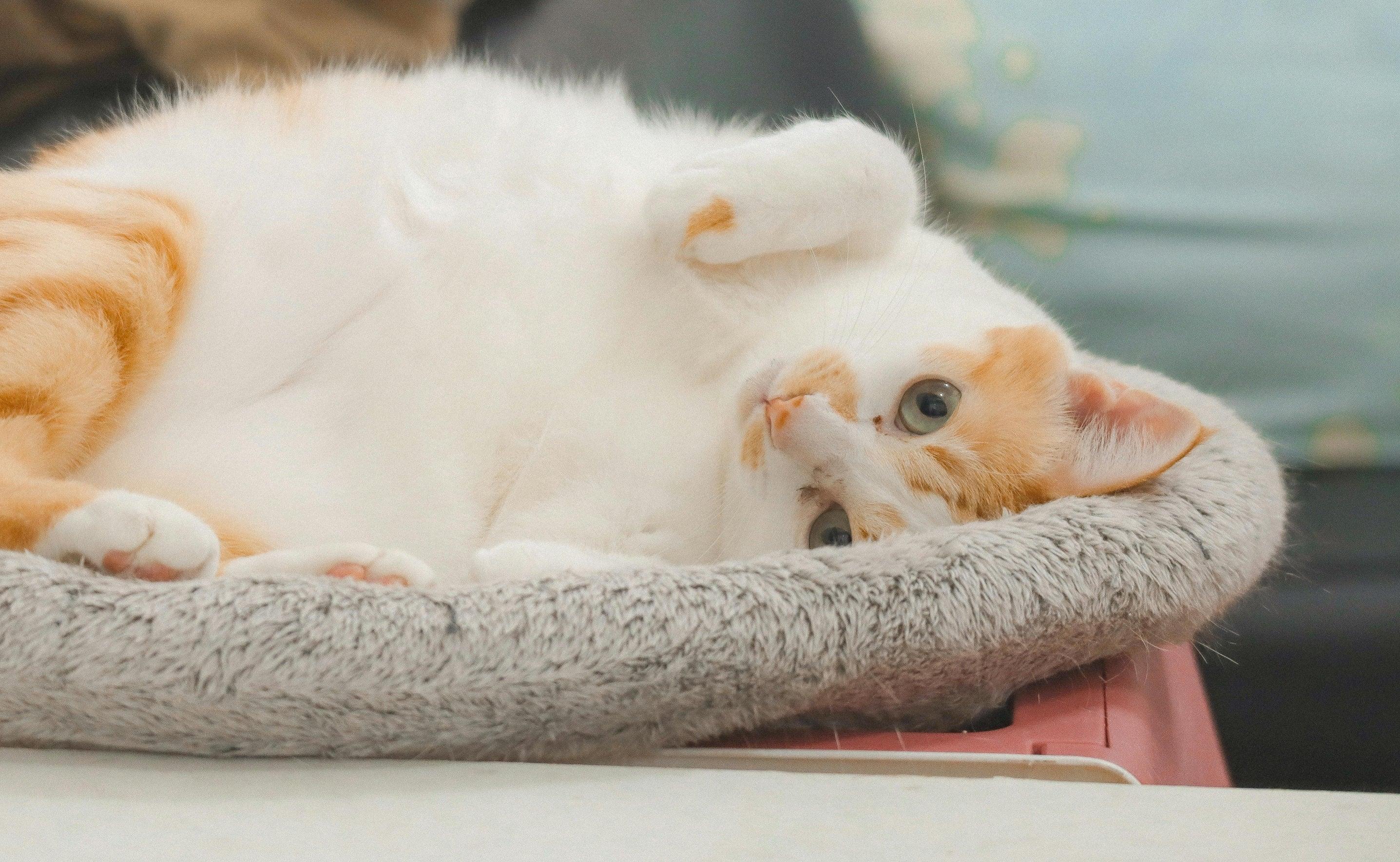 Cute white and ginger cat lounging on a cozy pet bed, perfect for cat lovers and pet supplies.