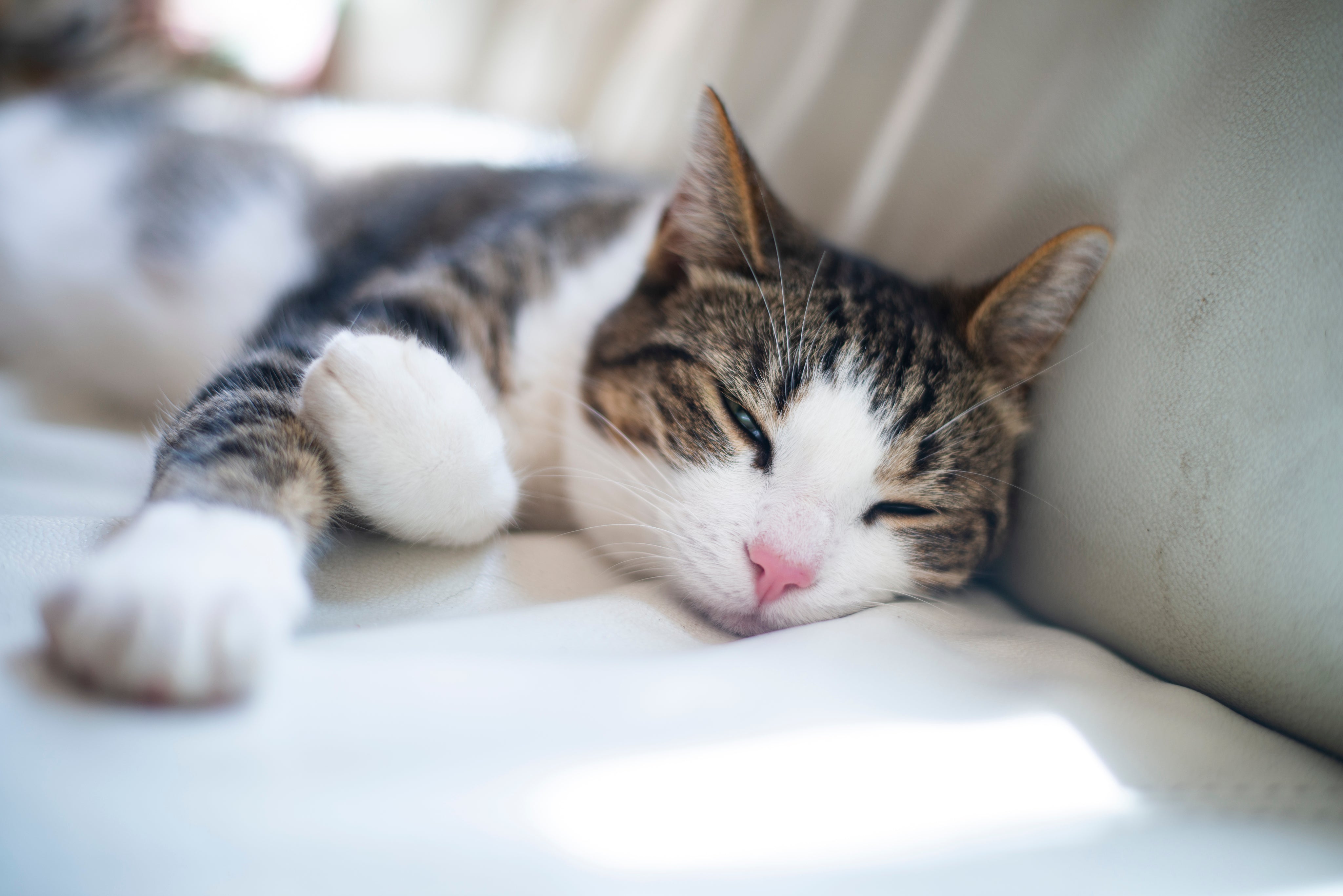 Sleeping tabby cat on cozy white couch, perfect for pet lovers seeking comfort and care