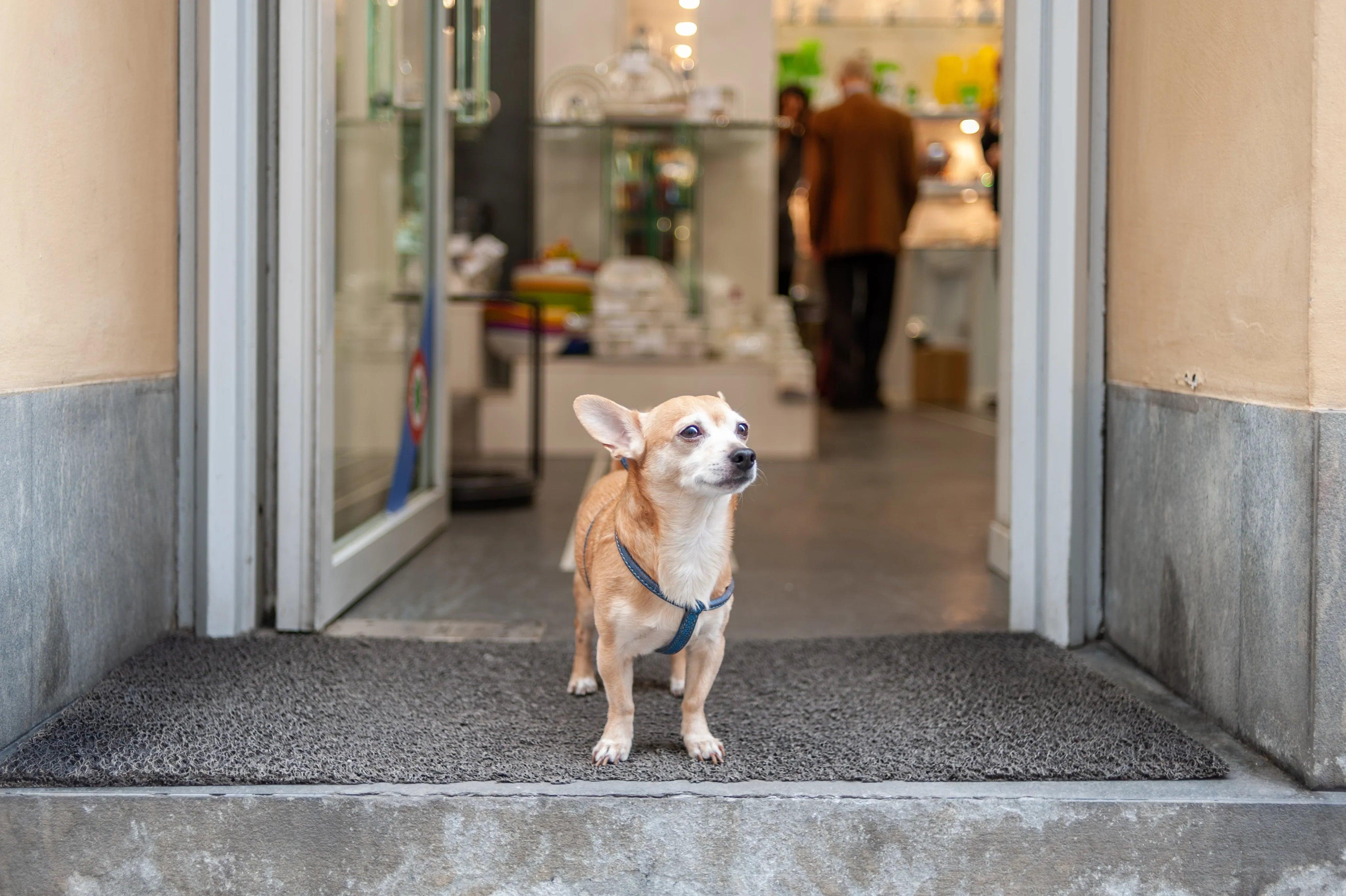 Small Chihuahua in blue harness standing at pet store entrance, ready for dog food, treats, and supplies shopping.